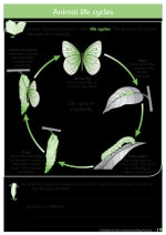 Understanding Science: Animals & Plants Inner Page