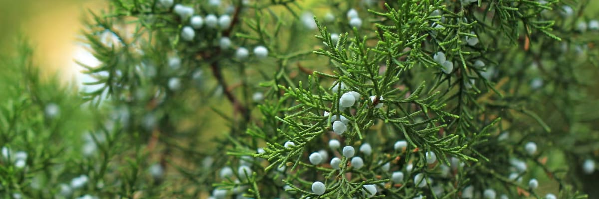 Handcrafted wooden chessboard with built-in drawers and classic chess pieces, displayed in a promotional ad for a 50% discount special sale by Wardiere Company, featuring bold text and a modern brown-beige background.