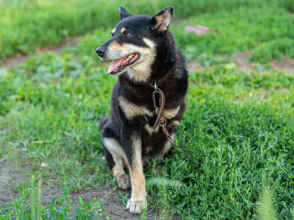 Альфия Когогина: Хозяева домашних животных обязаны нести ответственность за своих питомцев