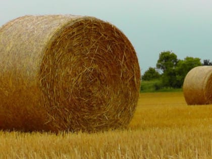 В Татарстане на господдержку сельхозотрасли выделили 13,6 млрд рублей