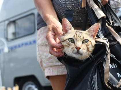 В казанских поселках горожане смогут бесплатно привить домашних животных от бешенства