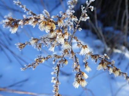 Гидрометцентр предупредил об аномальных 40-градусных морозах в девяти регионах