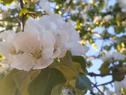 Гидрометцентр предупреждает о похолодание до -1 градуса в Татарстане