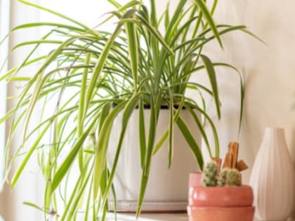 Высосут всю кровь: эти шесть вещей в ваших квартирах украдут здоровье и долголетие навсегда