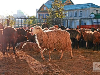 В преддверии Курбан байрама ветеринары предупреждают: будьте осторожны с больными животными
