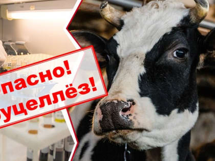 Бруцеллез. Завоз сельскохозяйственных животных без ветеринарных сопроводительных документов запрещен.