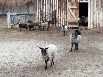 В казанском зооботсаде пополнение – родились девять ягнят