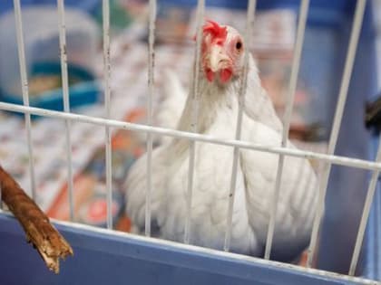 Птичий грипп: откуда исходит угроза и как распространяется