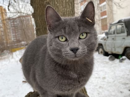 На благотворительной акции «Дорога домой» казанцы смогут приютить кошек