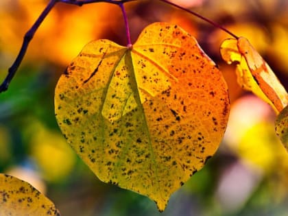 Дожди и до +26 градусов: погода в Ленобласти 13 сентября