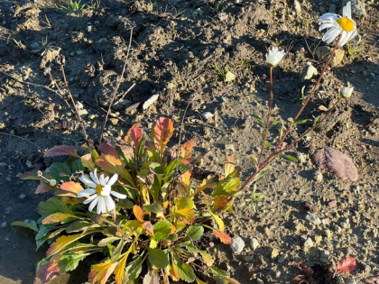 Эконадзор пресекает образование свалок в 47 регионе