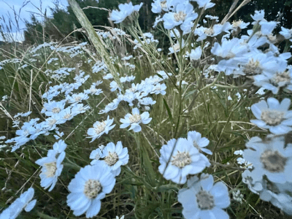 Обновленный Экосовет – на страже экологического благополучия Ленобласти