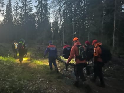 В лесу под Приозерском нашли живой пожилую женщину спустя неделю поисков