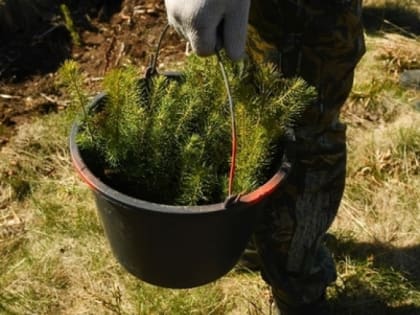 Новые леса высажены в Ленобласти в рамках «Марафона зеленых дел»