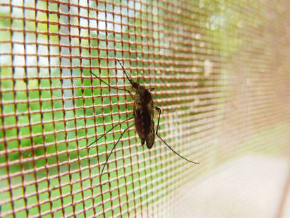 Не жужжи. Россиянам рассказали, какие репелленты эффективнее для защиты от комаров и слепней