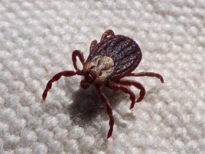 От клещей в Ленобласти пострадали 7,7 тыс. человек