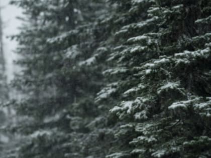 Всеволожская городская прокуратура приедет с проверкой на территорию Вероярви под Токсово