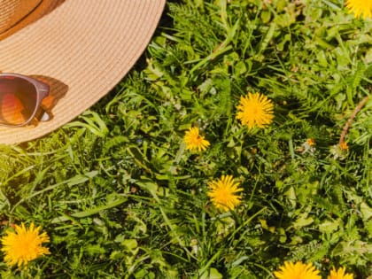 Антициклон порадует жителей Ленобласти теплом и солнцем