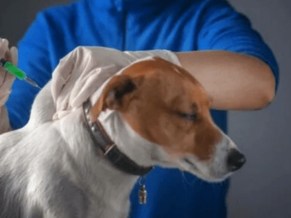 Бесплатная вакцинация домашних животных против бешенства