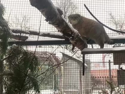 В старый Новый год в Ленобласть придет оттепель