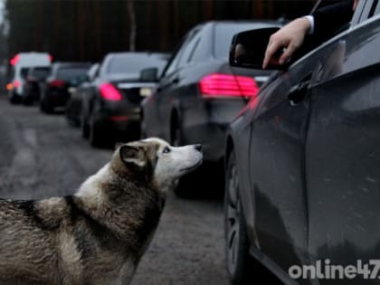 Школьники передали подарки бездомным животным в Луге