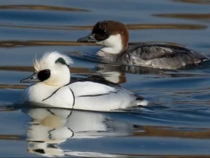 На снежных ветках в Петербурге сидят пестрые щеглы, а в Гатчине плавают лутки и утки - фото