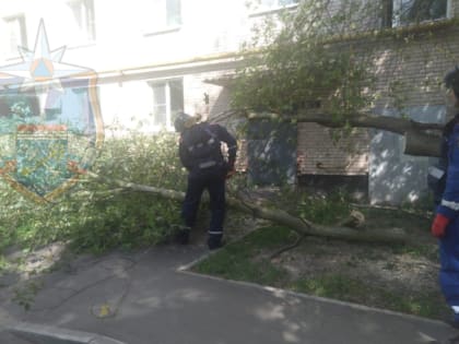 Упавшее дерево перекрыло вход в подъезд в Никольском