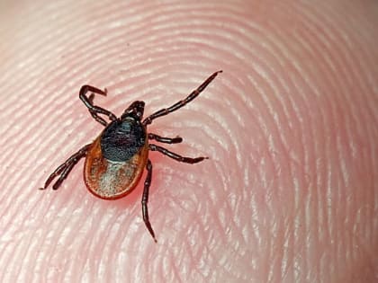 Мониторинг клещевых инфекций в Ленинградской области