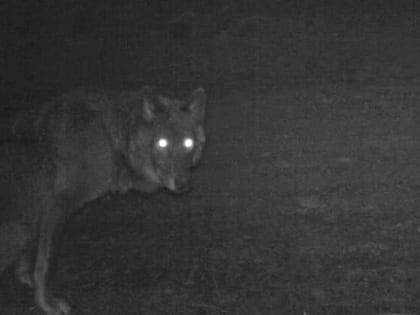 На тёмных улицах деревни Бородулино