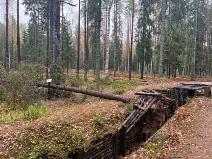 Ураган повалил деревья и повредил информационные таблички в МИР «Куутерселькя 1944»