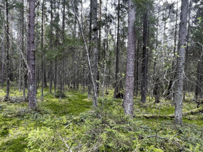 Регион следит за безопасностью в лесах