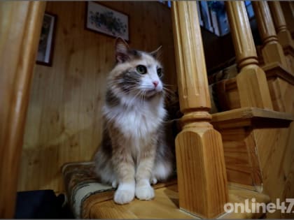 Ветеринары Ленобласти проводят бесплатную вакцинацию собак и кошек от бешенства