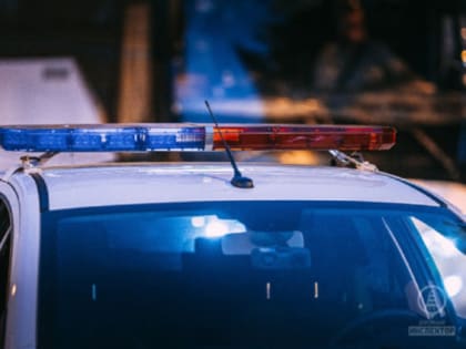 В Петербурге возбудили уголовное дело после жестокого убийства кошки в Адмиралтейском районе