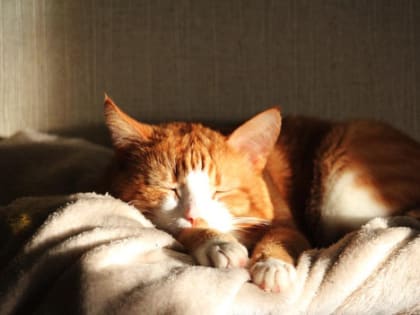 В четверг в Ленобласти температура воздуха поднимется не выше двух градусов тепла