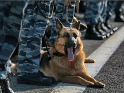 Спасатели нашли запрещенные вещества и химикаты во время тушения пожара в Ленобласти