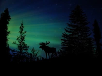 Электричка из Петербурга насмерть сбила лося на перегоне "Бородинское — Хийтола"