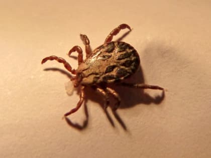 В Ленобласти с начала сезона зафиксировали более 1,3 тысячи случаев укуса клещей