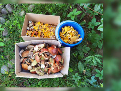 Ливни, грозы и до +25 градусов: синоптики рассказали о погоде в Ленобласти 9 августа