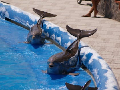 Госдума запретила вылов морских млекопитающих