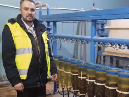 В Ленобласти обследовали икру сига, подготовленную для выпуска в реку Волхов