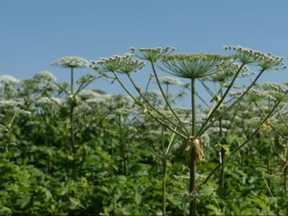 Муниципалы Ленобласти теперь могут наказывать всех собственников земли за заросли борщевика. Закон уже подписан