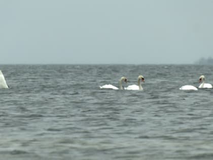 Циклон «Николас» принесет снег в Ленобласть