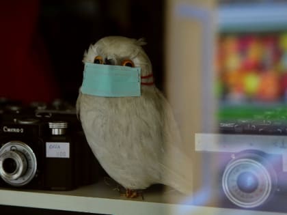 Больше 23 тысяч петербургских школьников не вышли с каникул из-за ОРВИ и гриппа