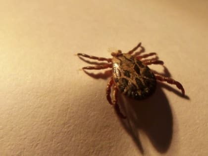 С начала сезона клещи покусали более 4 тысяч человек в Ленобласти