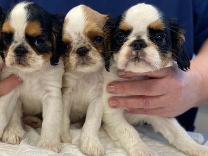 В среду Ленобласть окажется на периферии циклона