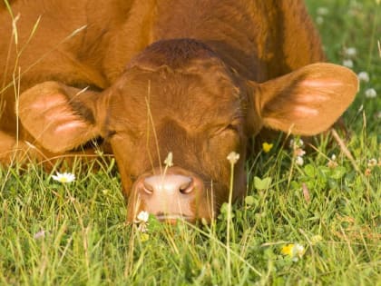 Внимание: сибирская язва