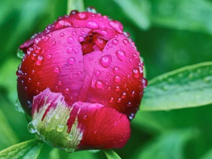 Небольшие дожди и до +22 градусов: погода в Ленобласти 14 июня