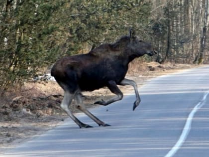 Вечером, ночью и ранним утром по трассам ездим осторожно. В Ленобласти началась миграция лосей