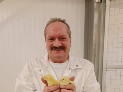 Ветеринары Ленобласти приняли более 53 тысяч цыплят из Германии