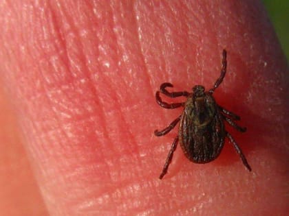 Более семи тысяч случаев укусов клещей зафиксировали в Ленобласти